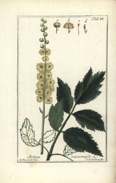 Cimicifuga Cimicifuga racemosa oder Traubensilberkerze, Actaea racemosa (Traubenförmige Actaea) von Unbekannt