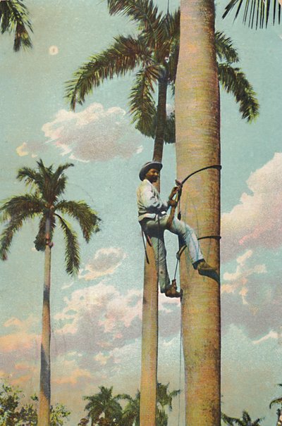 Klettern auf die Königspalme - Subiendo la Palma Real, 1910 von Unbekannt