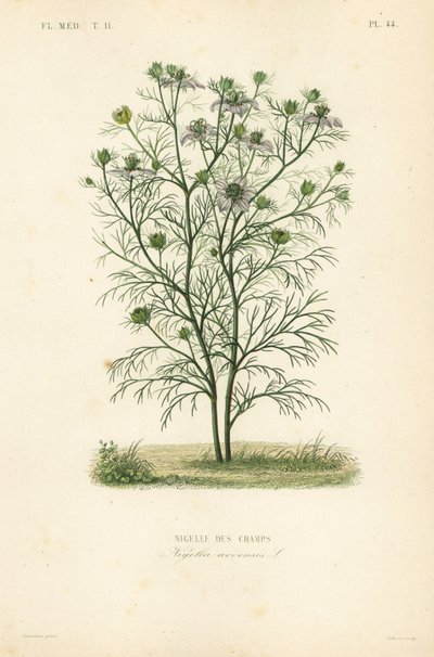 Jungfer im Grünen, Nigella arvensis von Unbekannt