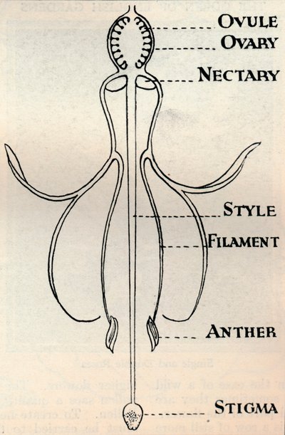 Diagramm einer Fuchsienblume, das den Mechanismus zur Samenproduktion zeigt, ca. 1934 von Unbekannt