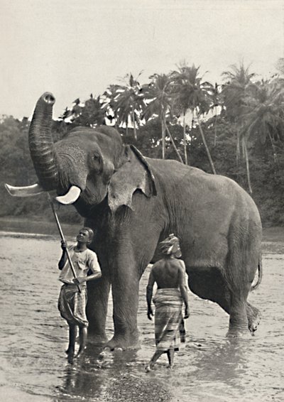 Elefant in der Mahavaliganga, 1926 von Unbekannt