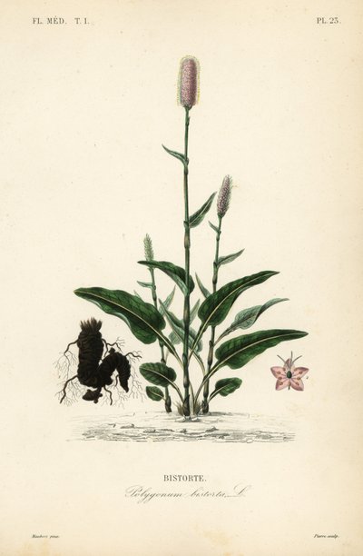 Schlangen-Knöterich, Persicaria bistorta von Unbekannt