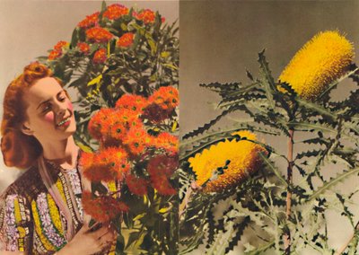 Blühender Eukalyptus und Banksia, ca. 1947 von Unbekannt