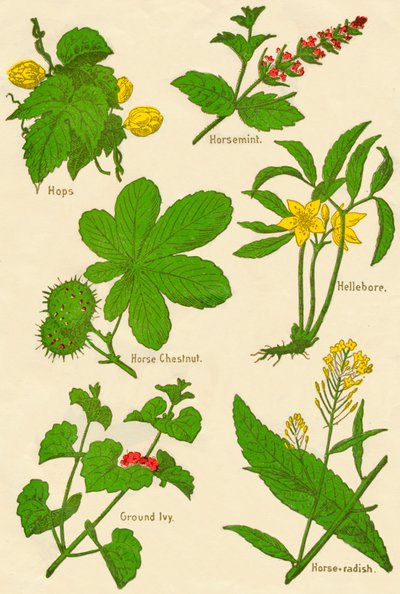 Blumen: Hopfen, Pferdeminze, Rosskastanie, Nieswurz, Gundermann, Meerrettich, ca. 1940 von Unbekannt