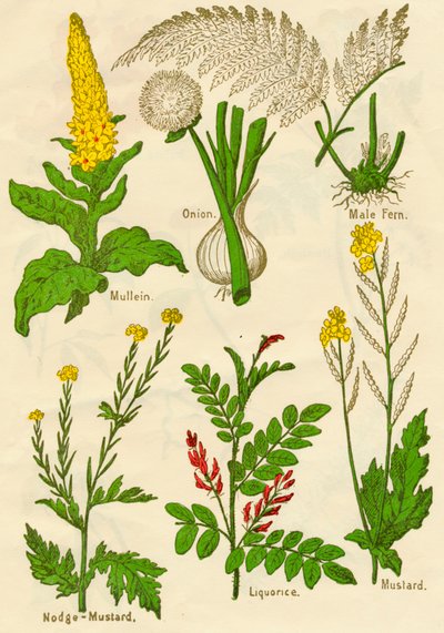 Blumen: Königskerze, Zwiebel, Männlicher Farn, Nodge-Senf, Süßholz, Senf, um 1940 von Unbekannt