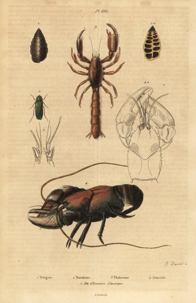 Großes Grünes Heupferd, Foraminiferen, Skorpion-Schlammlobster, Flusskrebs und Kopf des Amerikanischen Flusskrebses von Unbekannt