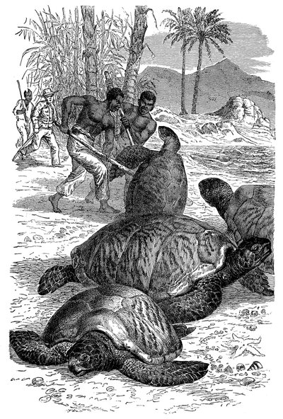 Grüne Schildkröte wird von Jägern gefangen, 1884 von Unbekannt