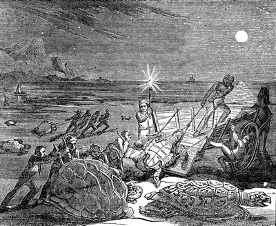 Grüne Schildkröten und Unechte Karettschildkröten an der Küste Kubas gefangen, 1832 von Unbekannt