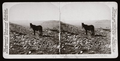 Burenkrieg (Südafrika) von Unbekannt