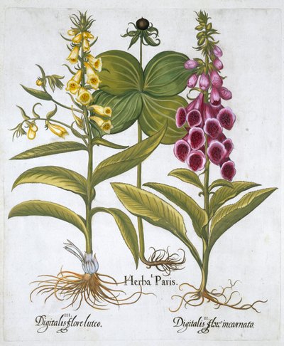Einbeere Solanum quadrifolium, Gemeiner Fingerhut Digitalis Purpurea Großer Gelber Fingerhut von Unbekannt