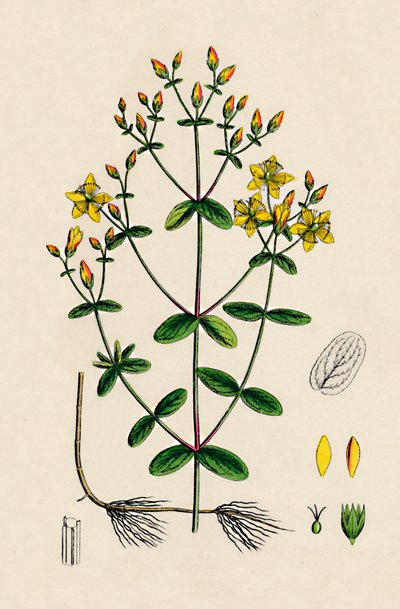 Hypericum Boeticum. Gewelltes Johanniskraut, 19. Jahrhundert von Unbekannt