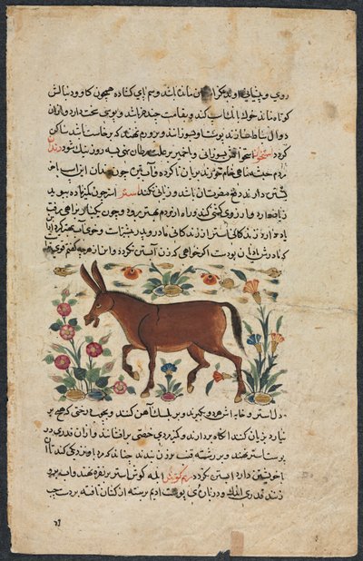 Khar Ass, aus einem Nuzhat-nama-yi alai Exzellentes Buch des Rates..., 1400er von Unbekannt