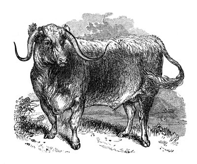 Lancashire-Ochse, Exemplar der langhornigen Rassen, 1848 von Unbekannt