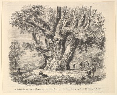 Le Châtaignier de Neuve-Celle, am Ufer des Genfersees, nach Daubigny, 1835-78 von Unbekannt