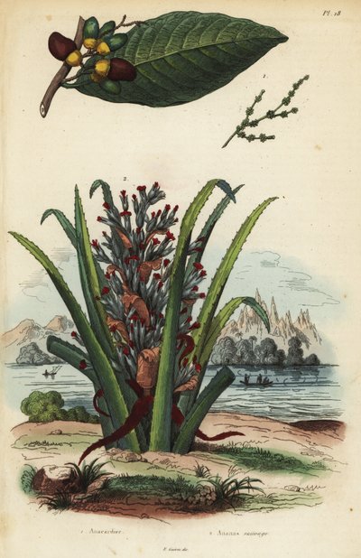 Markiernuß, Semecarpus anacardium 1 und Pinguin- oder Pinuela-Frucht, Bromelia pinguin 2 von Unbekannt