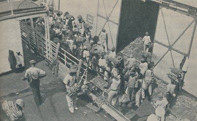 Einheimische laden Bananen in Kingston, Jamaika, singen schottische Psalmen, 1937 von Unbekannt