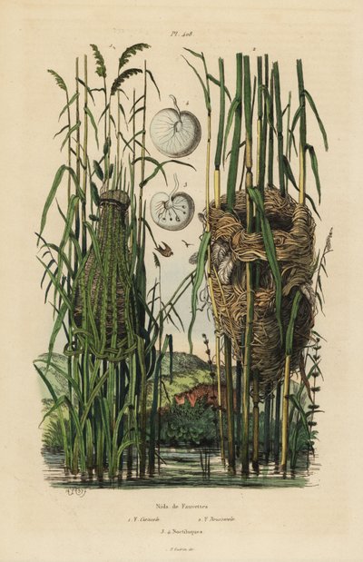 Nester des Streifenrohrsängers, Cisticola juncidis, und Teichrohrsängers, Acrocephalus scirpaceus von Unbekannt