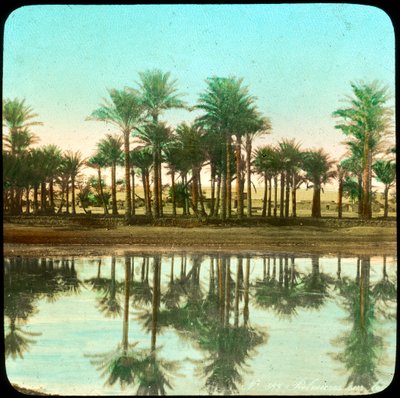 Palmen, die sich im Wasser spiegeln, Indien, späte 19. oder frühe 20. Jahrhundert von Unbekannt