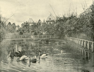 Papyrus-Teich, Botanische Gärten von Brisbane, 1901 von Unbekannt
