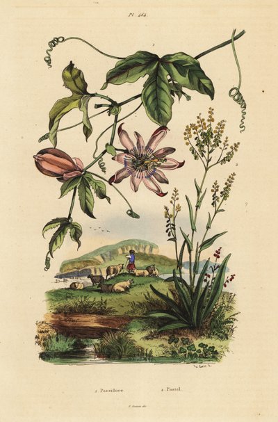 Passionsblume, Passiflora uraniae 1, und Färberwaid, Isatis tinctoria 2 von Unbekannt