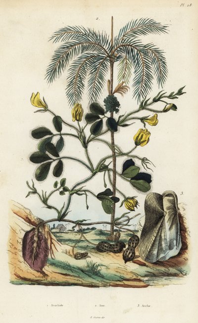 Erdnuss- oder Erdnusspflanze, Arachis hypogaea 1, Betelnusspalme, Areca catechu 2, und Muschel Arca semi-torta, Trisidos semitorta 3 von Unbekannt