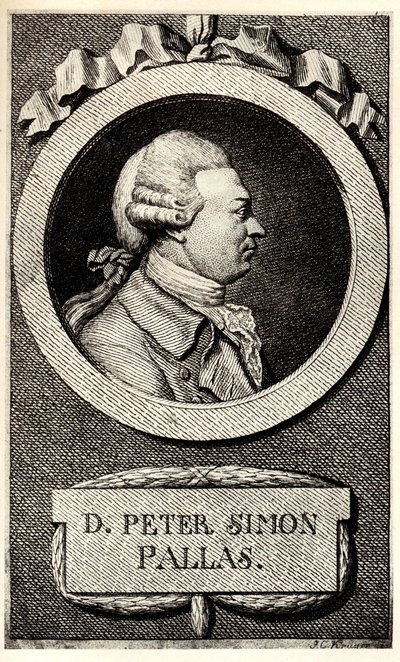 Porträt des Zoologen und Botanikers Peter Simon Pallas 1741-1811, frühes 19. Jahrhundert von Unbekannt