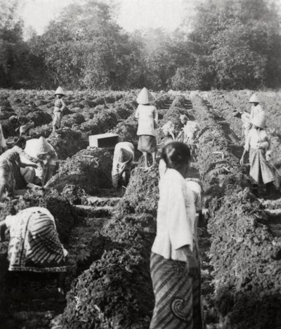 Vorbereitung der Bewässerungskanäle auf einer Zuckerplantage, Java, Niederländisch-Ostindien, 1927 von Unbekannt