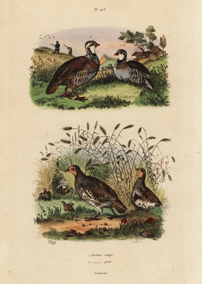 Rothuhn, Lectures rufa, und Rebhuhn, Perdix perdix von Unbekannt