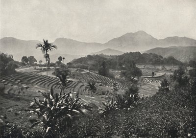 Reisfelder in Terrassen angelegt, 1926 von Unbekannt