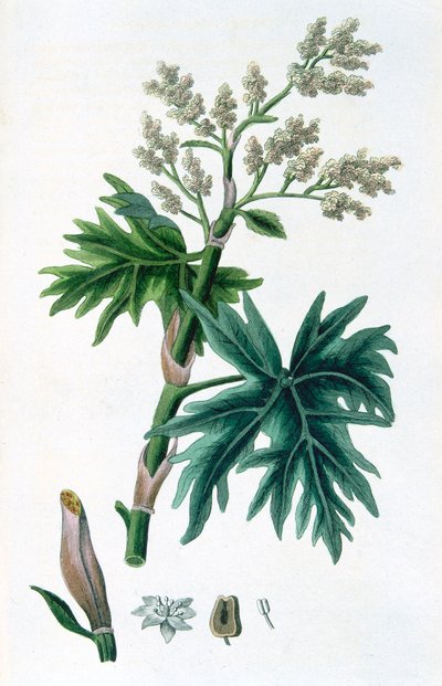 Rhabarber, 1823 von Unbekannt