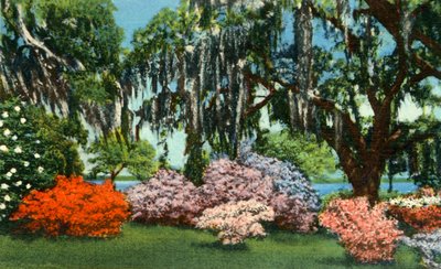 Szene in den Belle Isle Gardens, nahe Georgetown, S.C., 1942 von Unbekannt