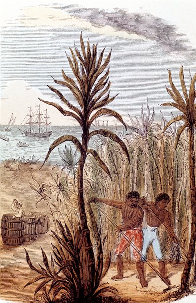 Sklaven beim Anbau von Zuckerrohr in Westindien, 1852 von Unbekannt