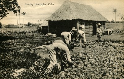 Sortieren von Ananas, Kuba, späte 19. bis frühe 20. Jahrhundert von Unbekannt