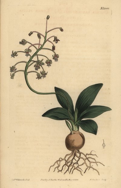 Südindische Meerzwiebel, Ledebouria revoluta von Unbekannt
