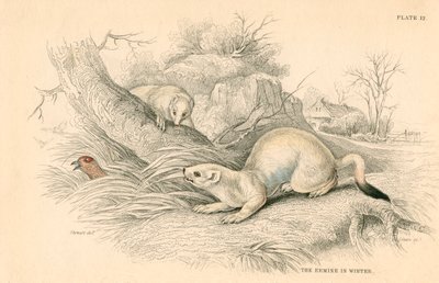 Hermelin Mustela erminea, Mitglied der Wiesel-Familie, 1828 von Unbekannt