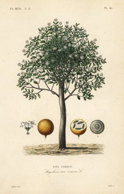 Strychninbaum, Brechnuss, Giftbaum oder Strychnosamen, Strychnos nux-vomica von Unbekannt