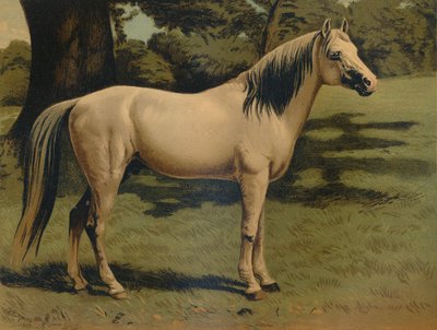Der Arabische Pony-Charger von General Sir Hope Grant, um 1879 von Unbekannt