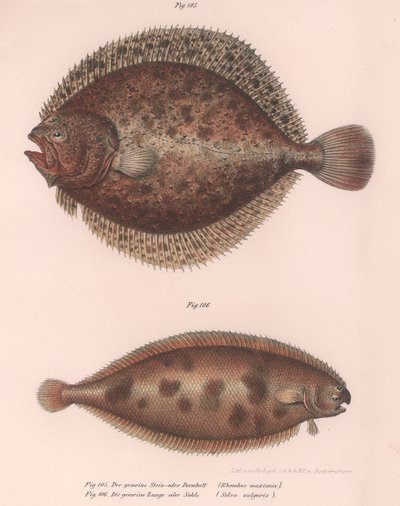 Steinbutt, Rhombus maximus, Gemeine Seezunge Solea vulgaris, ca. 1850er Jahre von Unbekannt