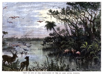 Blick auf einen der Nebenflüsse des St. John River, Florida, 19. Jahrhundert von Unbekannt