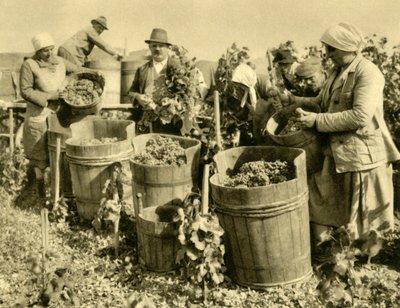 Weinlese bei Baden bei Wien, Niederösterreich, ca. 1935 von Unbekannt