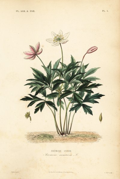 Buschwindröschen, Anemone nemorosa, Anemone sylvie von Unbekannt