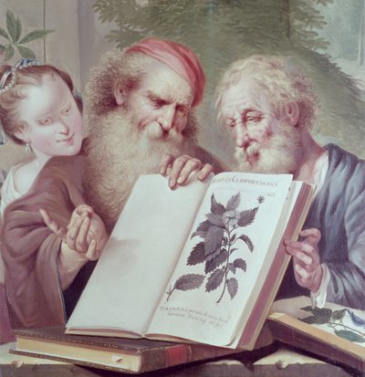 Illustration aus Hortus Cliffortianus, von Carl Linnaeus (1707-78) veröffentlicht in Amsterdam 1737-38 von Unbekannt Unbekannt