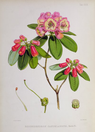 Rhododendron: Kandelaber, aus 