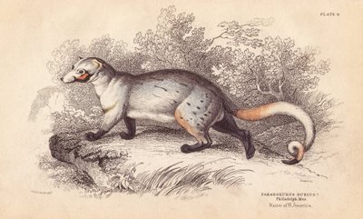 Amerikanischer Paradoxide, Paradoxurus dubius. Aus einem Exemplar im Philadelphia Museum. Handkolorierter Stahlstich von Lizars nach einer Illustration von Charles Hamilton Smith aus William Jardine