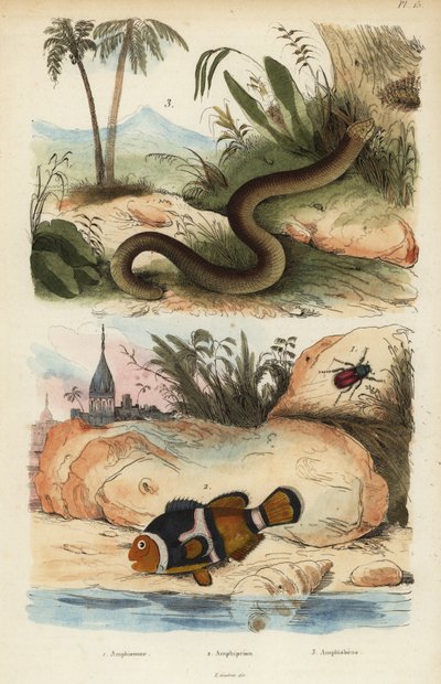 Amphicoma scullelata 1, Sattelrücken-Anemonenfisch, Amphiprion polymnus 2 und Weißwurm-Echse, Amphisbaena alba 3 von Unbekannt