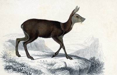 Tierbrett: Hirschferkel (Moschus Pygnueus). Säugetiere, vierfüßige Wiederkäuer - in „Dictionnaire universel d