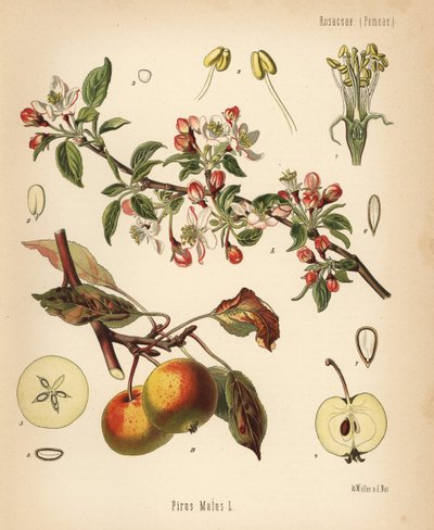 Apfelbaum, Malus domestica. Chromolithographie nach einer botanischen Illustration von Walther Müller aus Hermann Adolph Koehlers Heilpflanzen, herausgegeben von Gustav Pabst, Koehler, Deutschland von Unbekannter Künstler