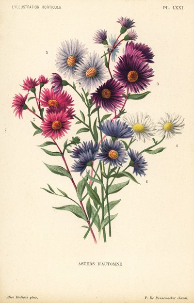Herbstastern: Aster novae angliae var. Constance, Aster novae angliae var. Ruber, Aster novae angliae var. Bowman, Aster amygdalinus und Aster novi belgii Robert Parker. Chromolithographie von Pieter de Pannemaeker nach einer Illustration von Alice Rodigas von Unbekannter Künstler