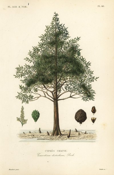Sumpfzypresse oder Sumpfzypresse, Taxodium distichum von Unbekannt