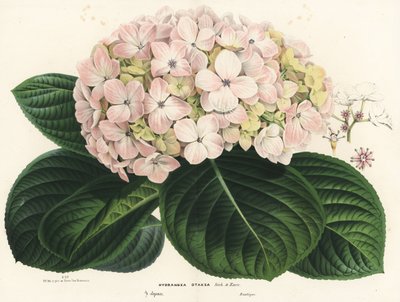 Großblättrige Hortensie, Hydrangea macrophylla (Hydrangea otaksa). Handkolorierte Lithographie aus Louis van Houtte und Charles Lemaire